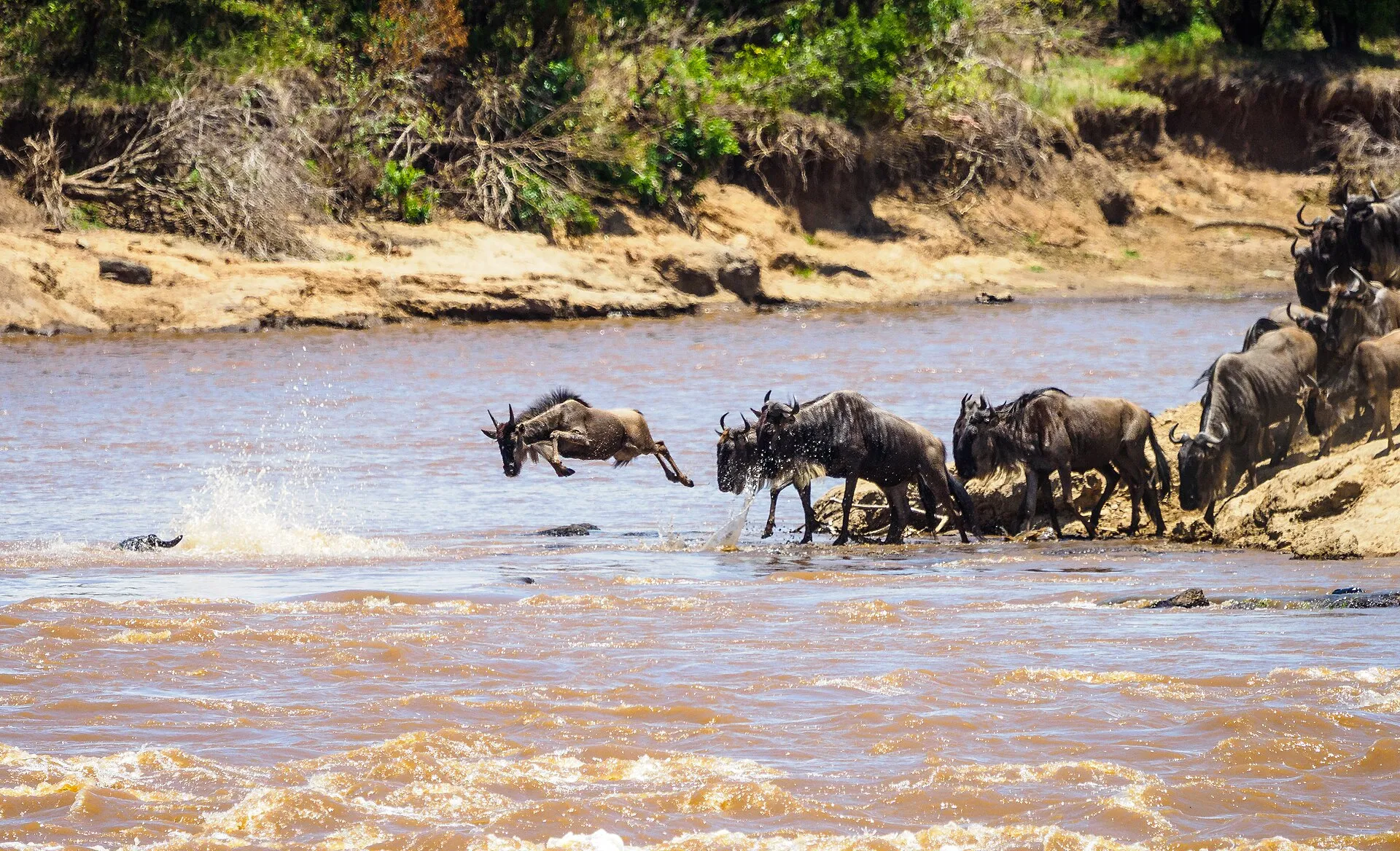 Mara River Crossing